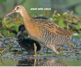 <p><span><span>Rallus elegans </span></span></p>