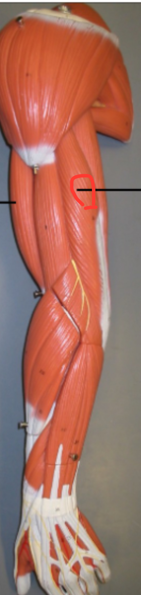 term image
