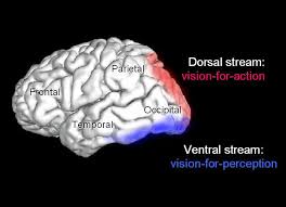<p>Both pathways originate in the primary visual cortex (V1).</p><ul><li><p><strong>Dorsal stream:</strong> Projects from V1 to the posterior parietal cortex.</p></li><li><p><strong>Ventral stream:</strong> Projects from V1 to the inferior temporal cortex.</p></li></ul><p></p>