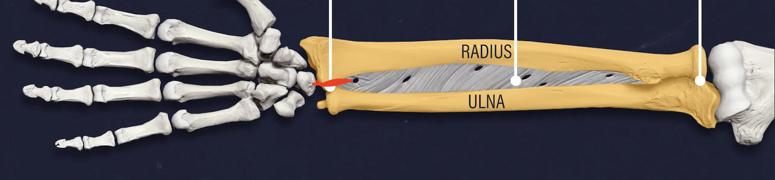 <p>the radius and the ulna meet</p>
