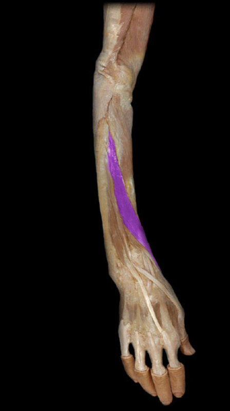 <p>Abductor pollicis longus</p>