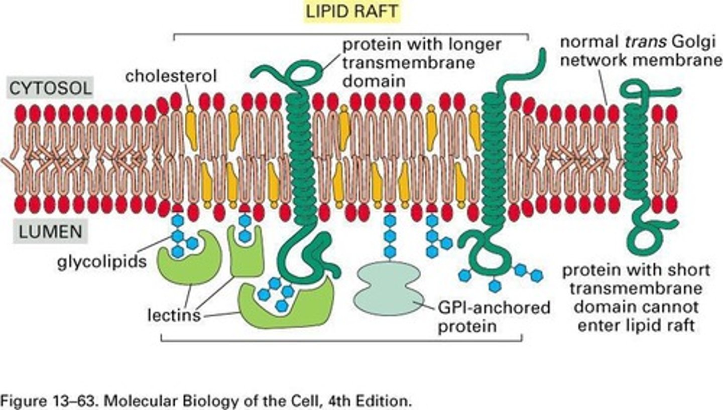 <p>Book: Lipids assembled in a defined patch in the cell membrane.</p><p>My Definition: a part in a cell's membrane that is made of specific lipids, that act as a place for proteins to perform cellular functions.</p>