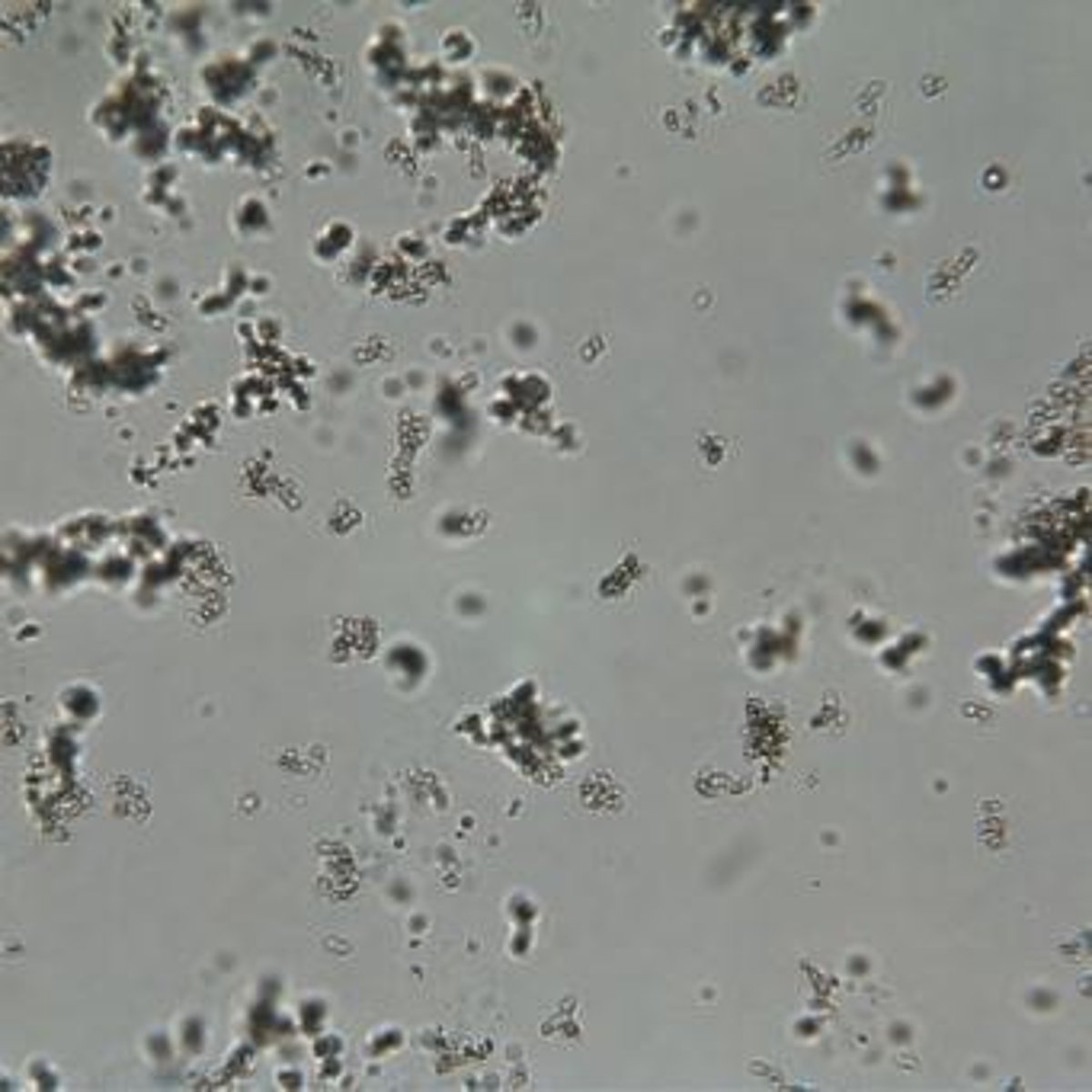 <p>Smooth, biconcave discs, 7mm diameter, observed under Brightfield at 40x.</p>