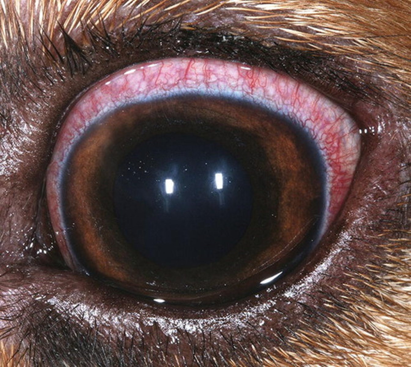 <p>Inflammation of the conjunctiva.</p>