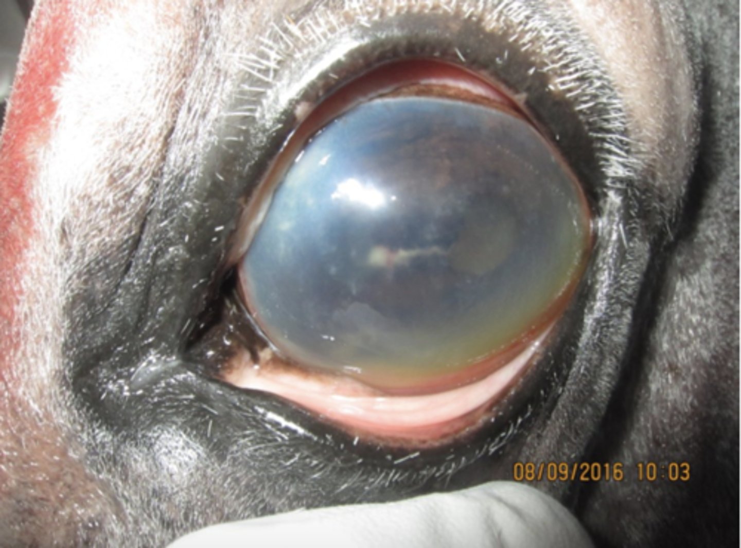 <p>Denne hest har haft problemer med venstre øje igennem den sidste måned. Hvilke væsentlige forandringer ser du?</p><p>- Cornea ødem, hypopyon og miosis</p><p>- Cornea ødem, hyphema og miosis</p><p>- Cornea ødem, katarakt og mydriasis</p><p>- Cornea ødem, hypopyon og mydriasis</p>