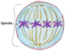 What happens during Metaphase?