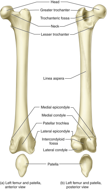 <p>Condyle vs Epicondyle</p>