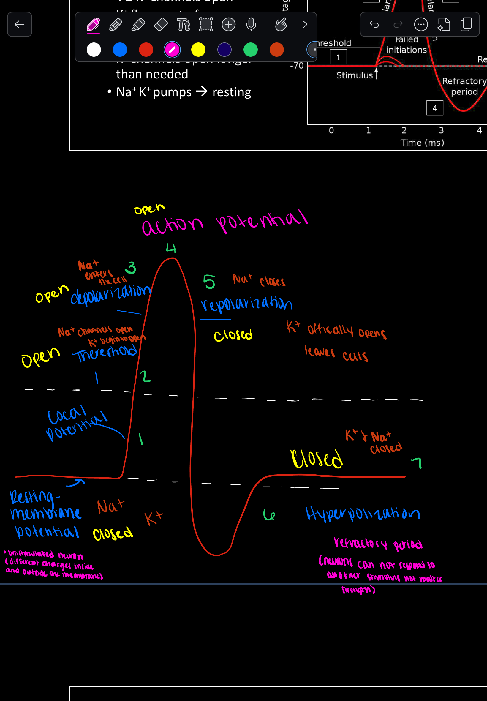 <p>Voltage-gated Na+ channels.</p>