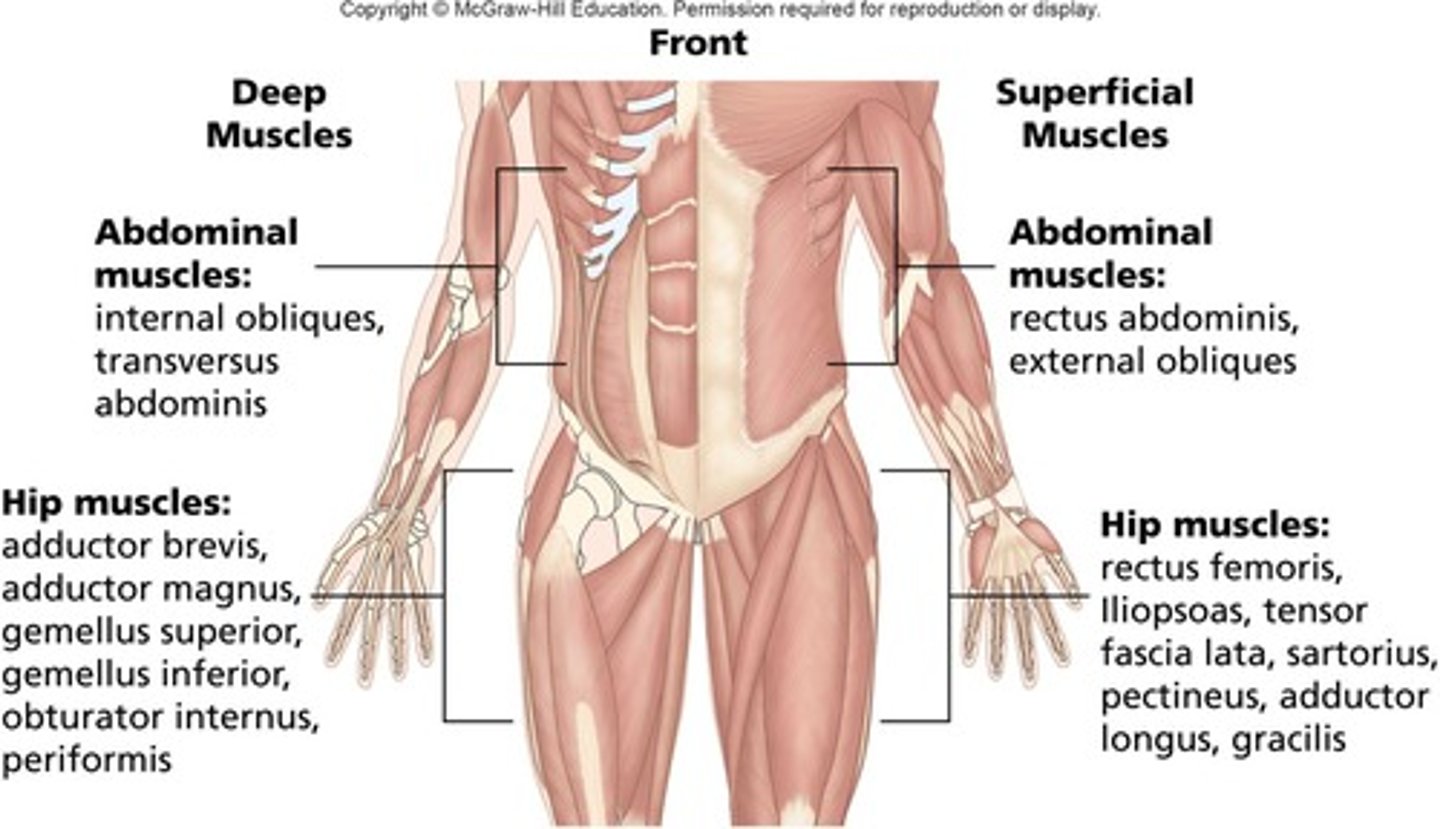 <p>They stabilize the spine and help transfer force between the upper and lower body.</p>