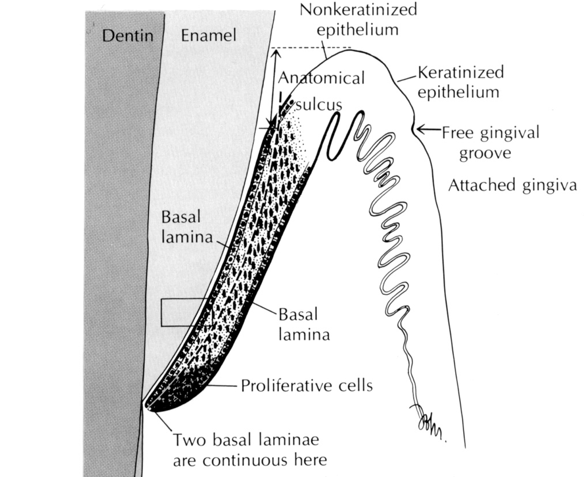 <ul><li><p>Has junctional epithelium at floor of gingival sulcus derived from REE and epithelial attachment (“glue”) consisting of basal lamina that have hemidesmosomes (to attach to enamel)</p></li><li><p>Basal laminas are on either end of epithelial cells and meet at CEJ</p></li><li><p>Extends apically along root to form seal</p></li></ul><p></p>