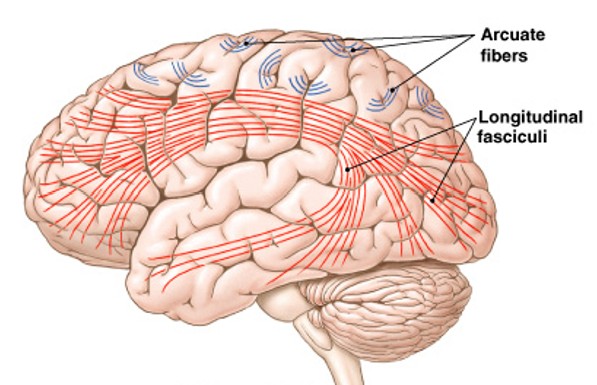 <p>Which fibers of the white matter are:</p><ul><li><p>Interconnect areas in a cerebral hemisphere</p><ul><li><p>Arcuate fibers - are short fibers that connect 1 gyrus to another</p></li><li><p>Longitudinal fasciculi - are longer bundles that connect frontal lobe to other lobes in same hemisphere</p></li></ul></li></ul><p></p>