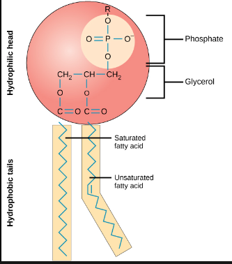 <p>1 phosphate, 1 glycerol, 2 fatty acids. (Also remember that the phosphate head is hydrophilic, while the fatty acid tails are hydrophobic).</p>