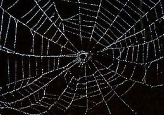 <p>Araneidae (Wielwebspinnen)</p>