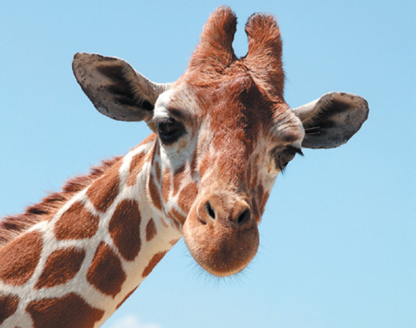 <p>giraffe</p>