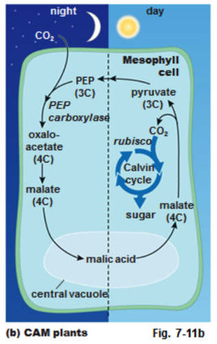 plants close their stomata during the day, collect CO2 at night, and store the CO2 in the form of acids until it is needed during the day for photosynthesis