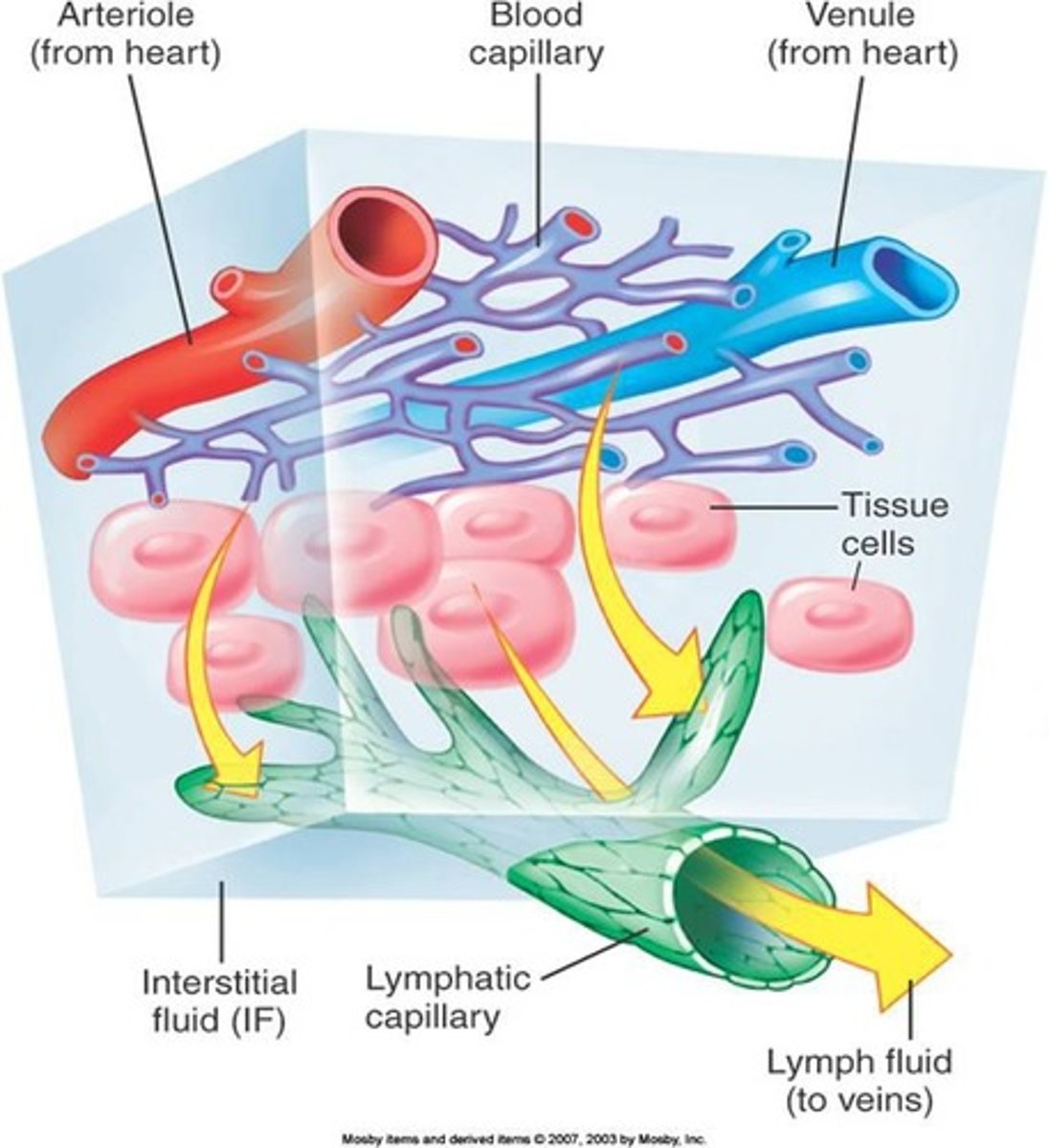 <p>Flow of nutrient-rich blood from intestines to liver.</p>