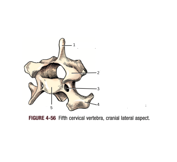 <p>5</p>