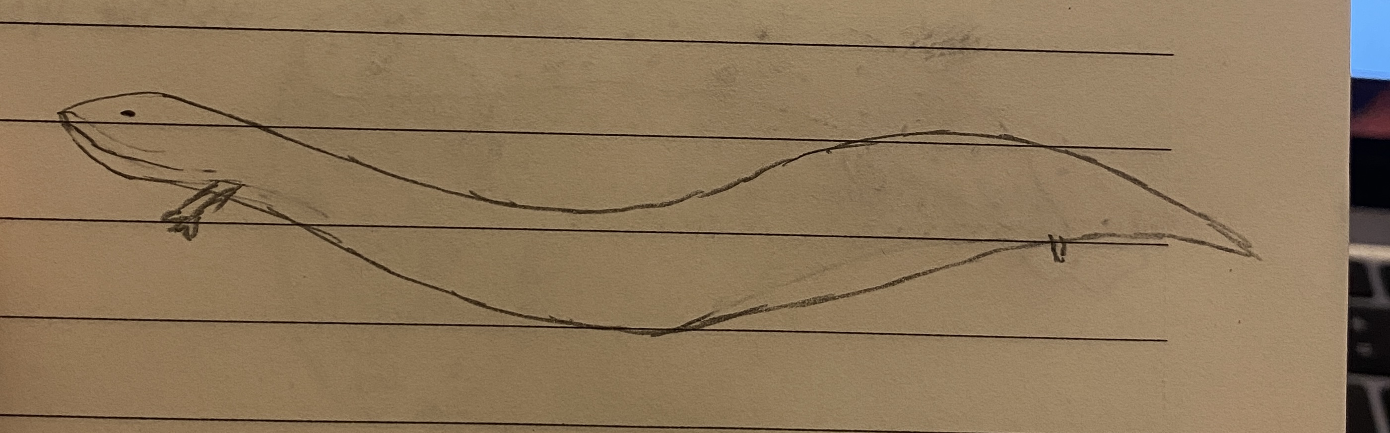 <p>3 species</p><p>southeast us</p><p>eel-like with tiny front and hind legs, gill slits</p>