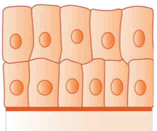 <p>stratified columnar</p>
