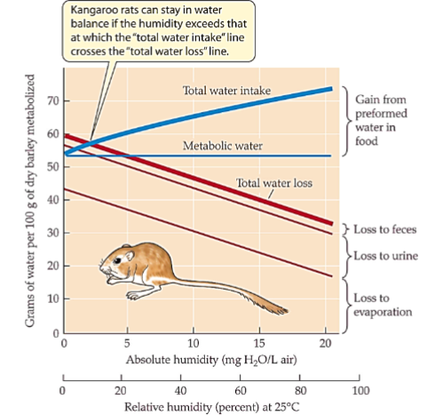 <ul><li><p>drink</p></li><li><p>behavior, microhabitats</p></li><li><p>water</p></li><li><p>nasal</p></li><li><p>Henle, hypertonic urine, blood</p></li><li><p>water</p></li></ul><p></p>