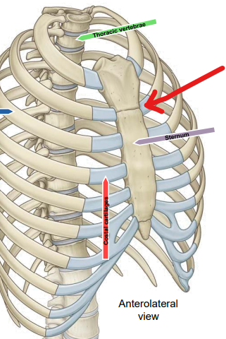 <p>The palpable angle where the manubrium meets the body of the sternum; marks the level of the second rib.</p>