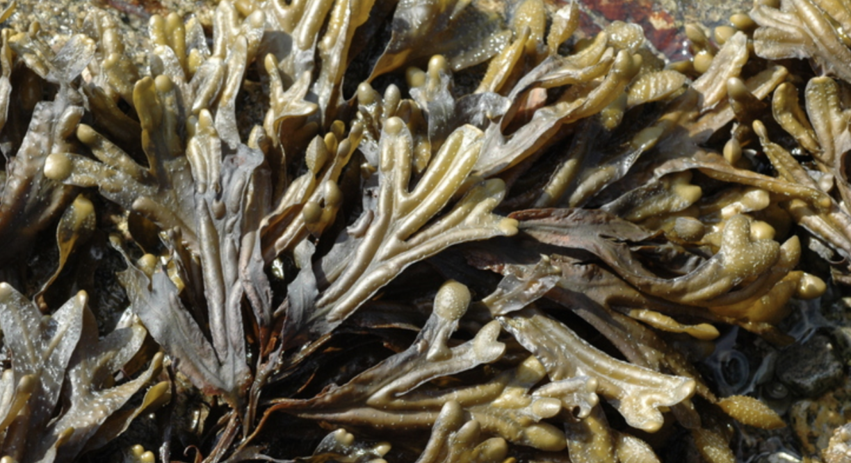 <p>macroscopic algae, multicellular, sessile, brown pigment, leafy, lives in salt water </p>