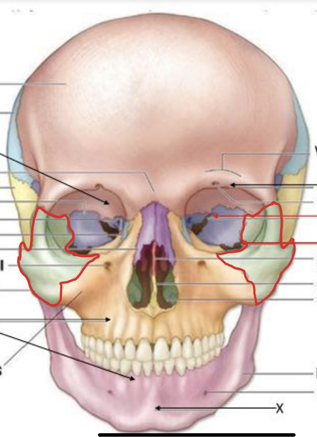 knowt flashcard image