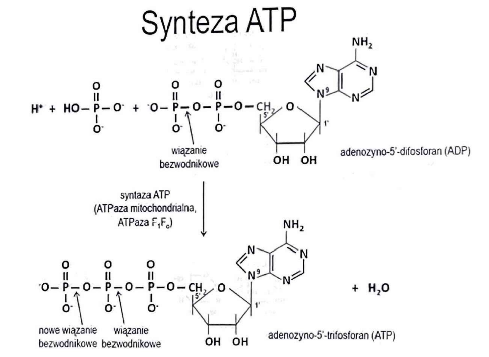<p>(Translokazy)</p><p>Transport aktywny jonów przez błony (katalizują hydrolizę ATP i wykorzystują energię - pompa sodowo-potasowa)</p>