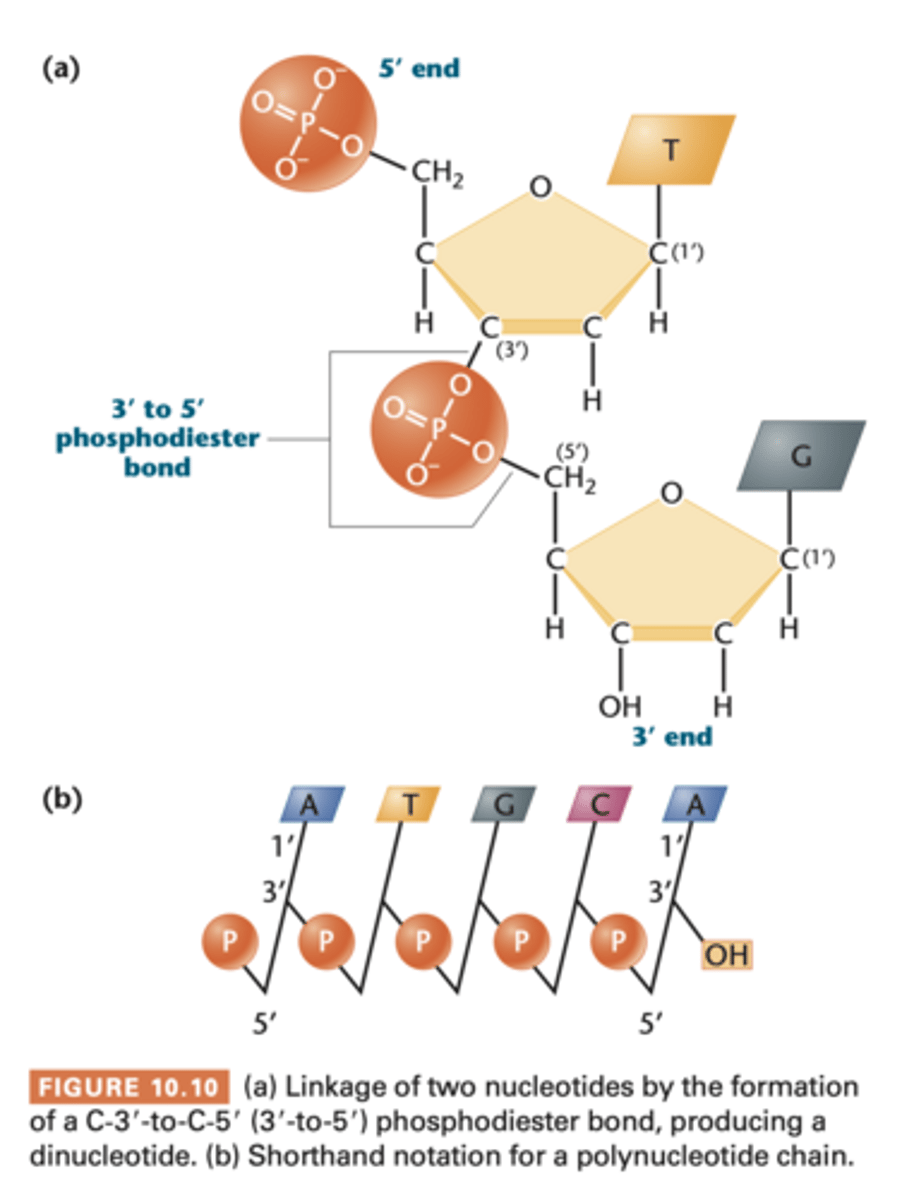 <p>linkage between 2 mononucleotides consist of a phosphate group linked to 2 sugars</p><p>- phosphoric acid has been joined to two alcohols (hydroxyl groups on the 2 sugars) by ester linkage on both sides</p><p>- found in RNA too</p><p>--> has C-5' end and C-3' end</p><p>--> 2 joined nucleotides form dinucleotide; 3=trinucleotide... oligonucleotides (30)... polynucleotides</p><p>in image b). vertical lines are pentose sugar, nitrogenous base is at top in C-1'</p><p>diagonal line with P in middle it is attached to C-3' position of one sugar and the c-5' of neighboring sugar; represents phosphodiester bond</p><p>long polynucleotides chains account for large molecular weight of DNA, explains most important property- storage of vast quantities of genetic info</p><p>1000 nucleotides 4^1000 different combos</p>