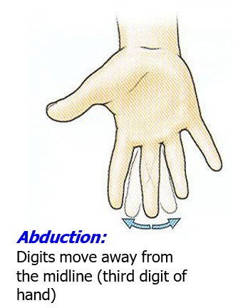 <p>Digits move away from the midline (third digit of hand)</p>