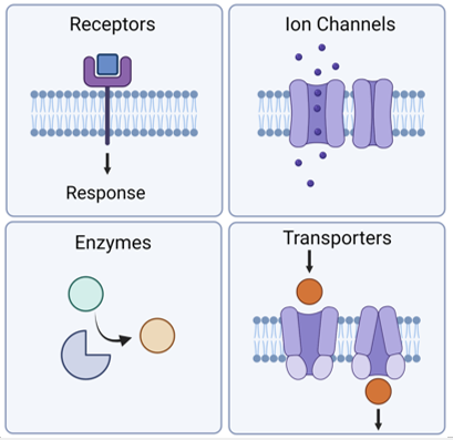 <ul><li><p>Receptors</p></li><li><p>Ion channels</p></li><li><p>Enzymes</p></li><li><p>Transporters</p></li></ul><p></p>