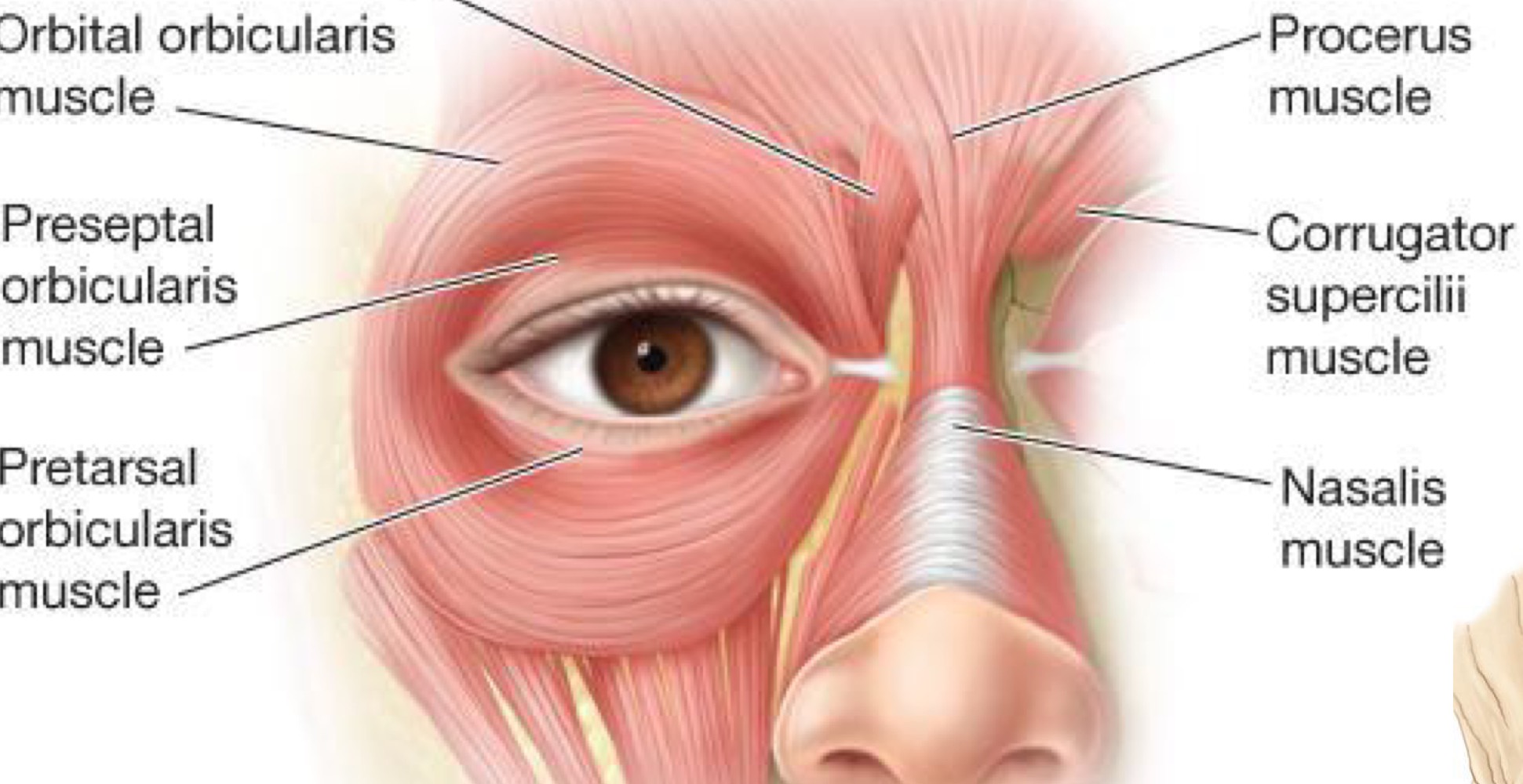 orbital, preseptal, pertarsal, muscle of riolan, horner's muscle