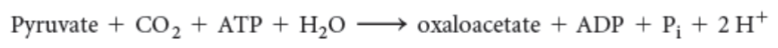 <ul><li><p>pyruvate carboxylase</p></li><li><p>oxaloacetate</p></li><li><p>carboxylation</p></li></ul><p></p><ul><li><p>gluconeogenesis</p></li><li><p>acetyl CoA</p></li></ul>
