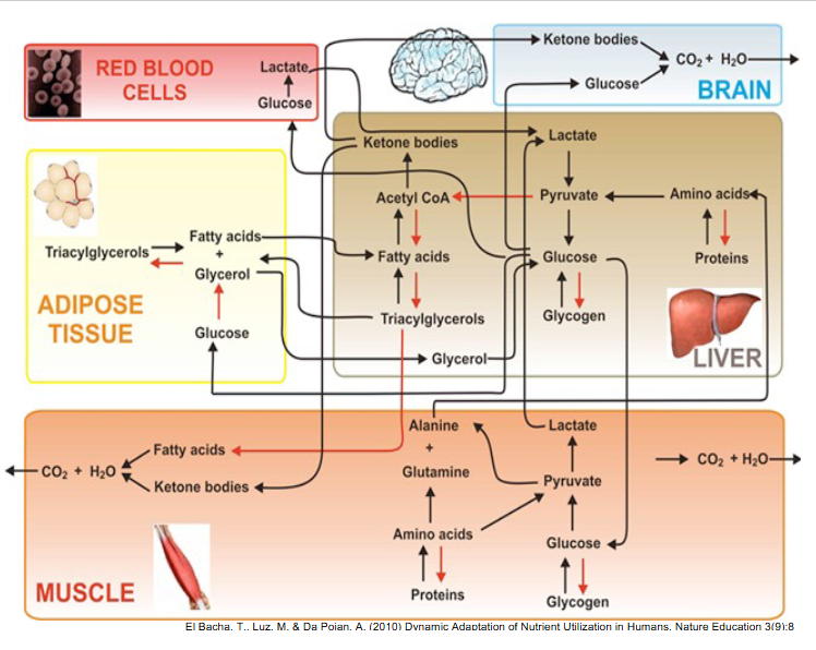 <p>DIAGRAM ON SLIDE 30</p>