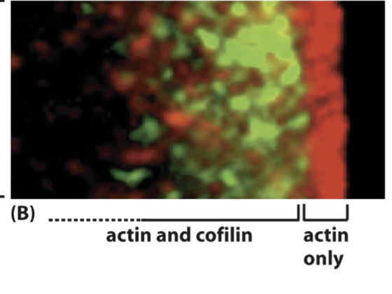 <p>small number of tagged g-actin (real proteins) physically injected into the cell (easy b/c the cell is big); speckling: individual molecules of f-actin bound into the cytoskeleton and actin forming off the leading edge;</p><p>cells so large they allow visualization of biochemistry within a cell</p>