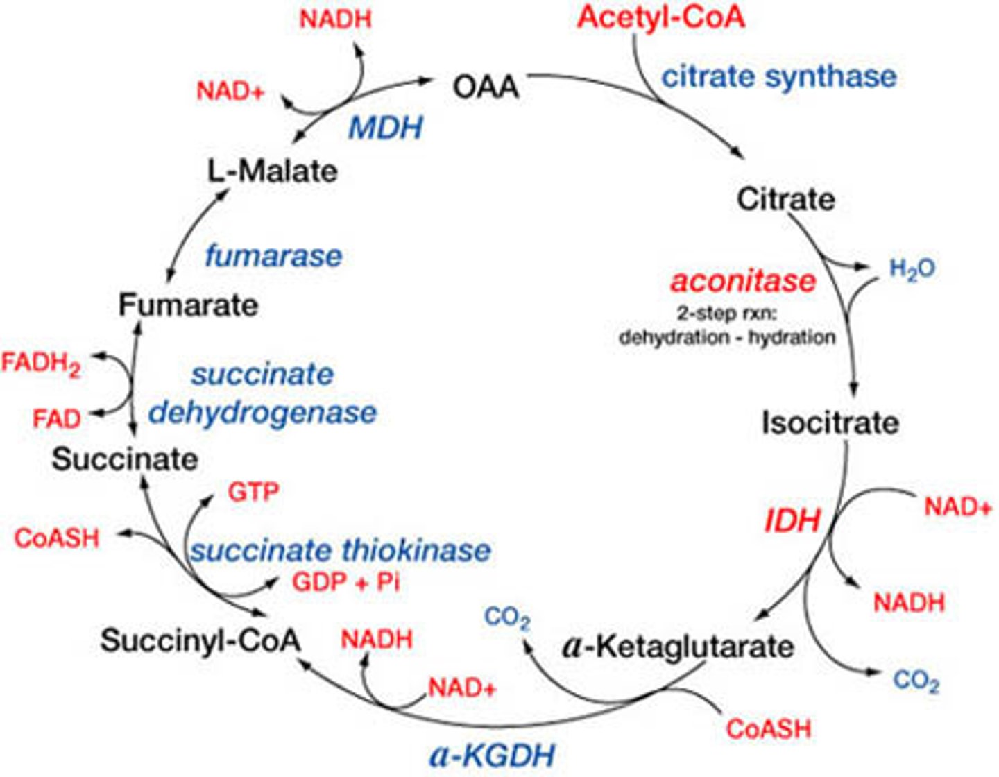 <p>acetyl-CoA converted to citric acid, OAA from previous cycle also converted to citric acid</p><p>each turn produces 2 CO2, 3 NADH, 1 GTP, 1 FADH2</p><p>each glucose does two turns</p><p>aconitase- only enzyme name that doesn't match product</p><p>"can I keep selling sex for money, officer?"</p>