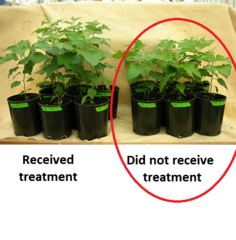 the group that does not receive the test treatment.