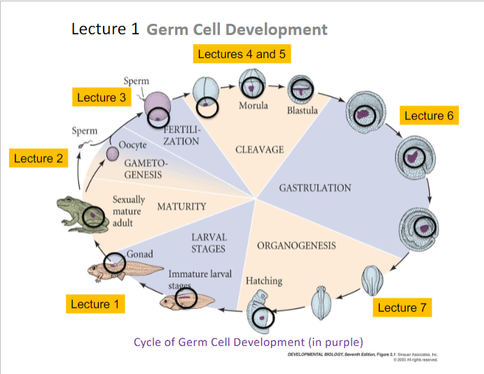 <p>developmental biology</p>