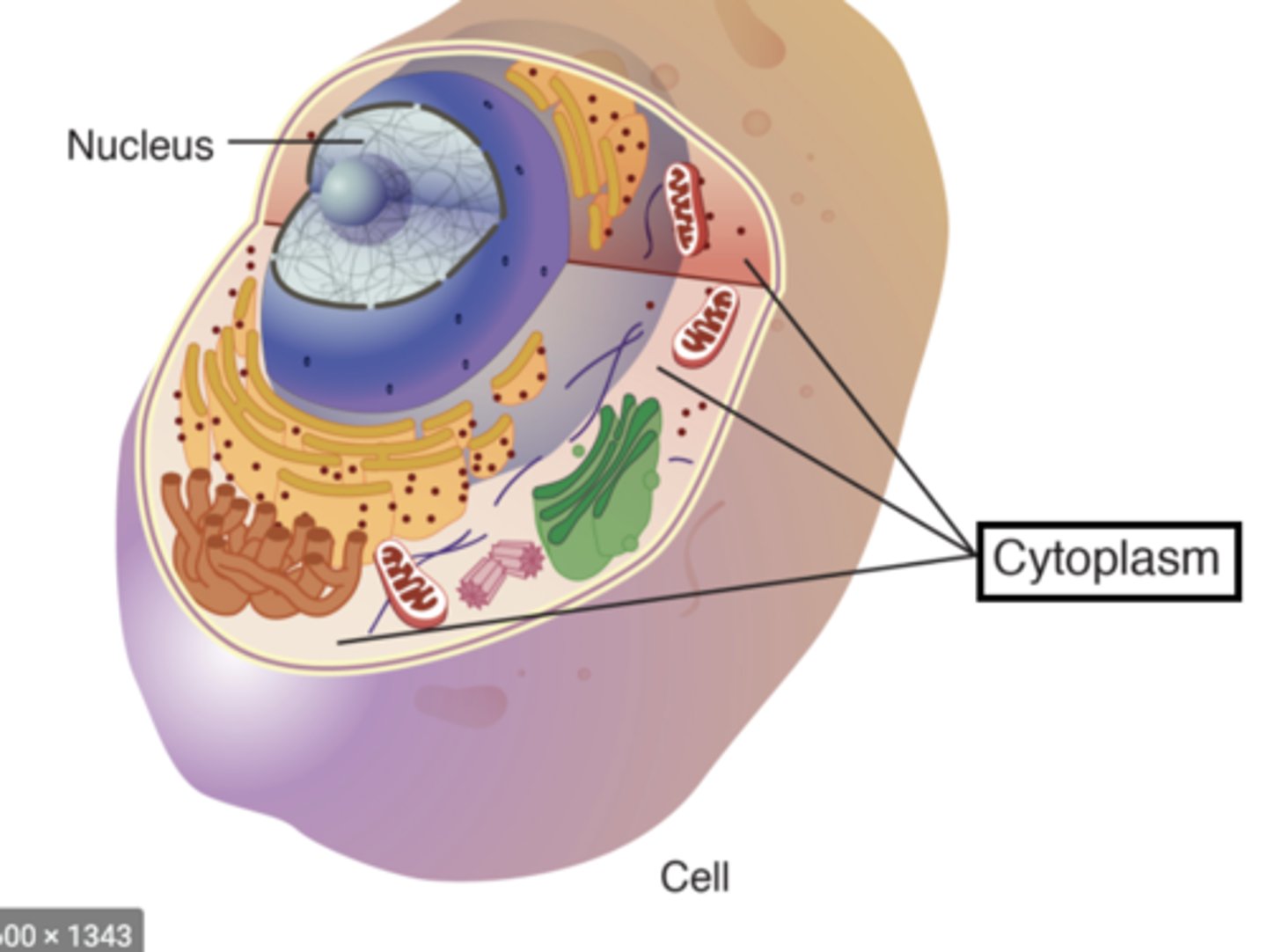 <p>all material between the cell membrane and nucleus; includes cytosol &amp; cytoplasmic organelles</p>