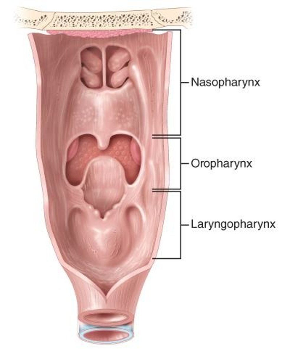 <p>Includes nose, mouth, pharynx, and larynx.</p>