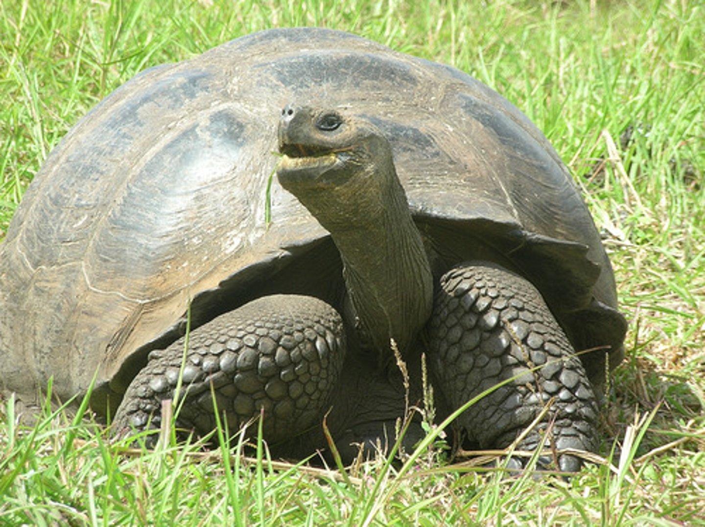 <p>Giant tortoises</p>