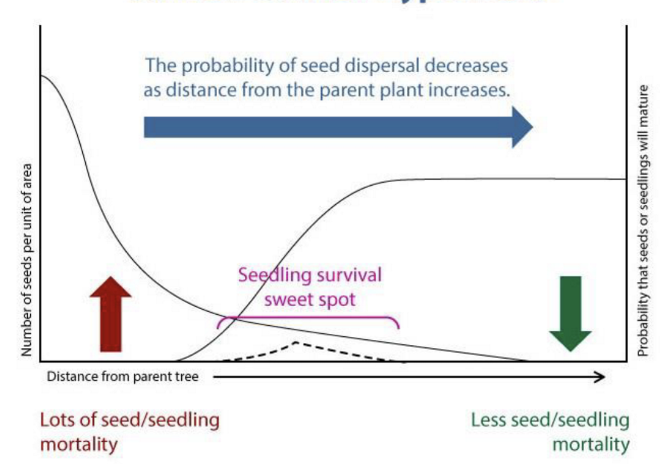 <p>The probability of seed dispersal decreases as distance from the parent plant increases</p><ul><li><p>Insect herbivores only ate seeds of specific trees</p></li><li><p>High predation rates in areas w/ high seed fall </p></li></ul><p></p>