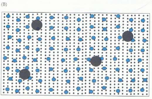 <p>What are the ration in rod outer segment?</p>