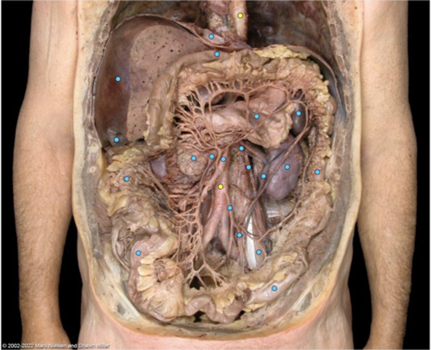 knowt flashcard image