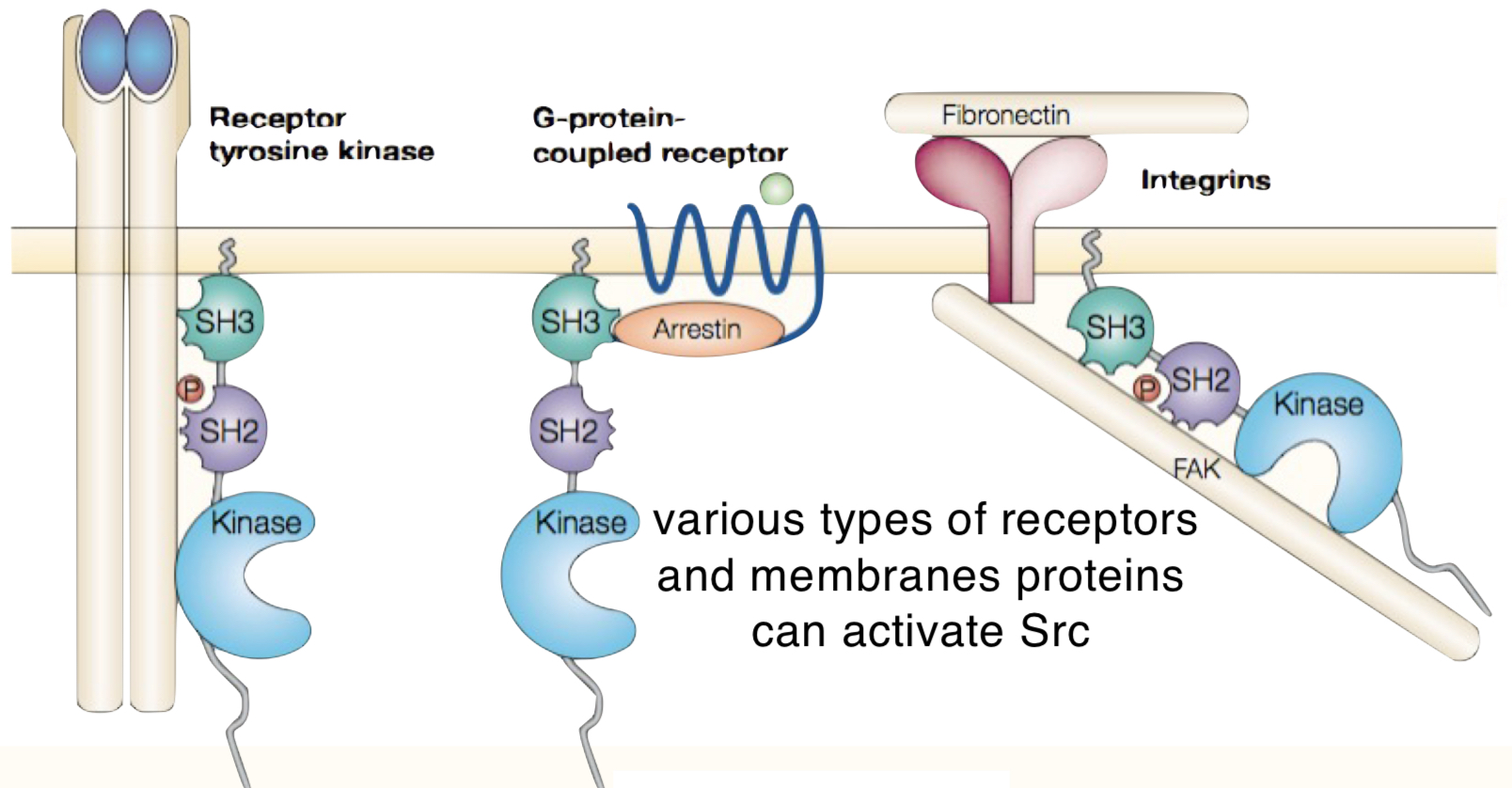<ol><li><p>receptor tyrosine kinases</p></li><li><p>G-protein-coupled receptors</p></li><li><p>integrins</p></li></ol><p></p>