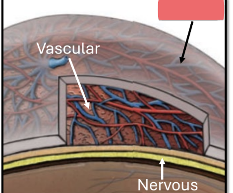 <ul><li><p>sclera</p></li><li><p>cornea</p></li><li><p>lens</p></li></ul><p></p>