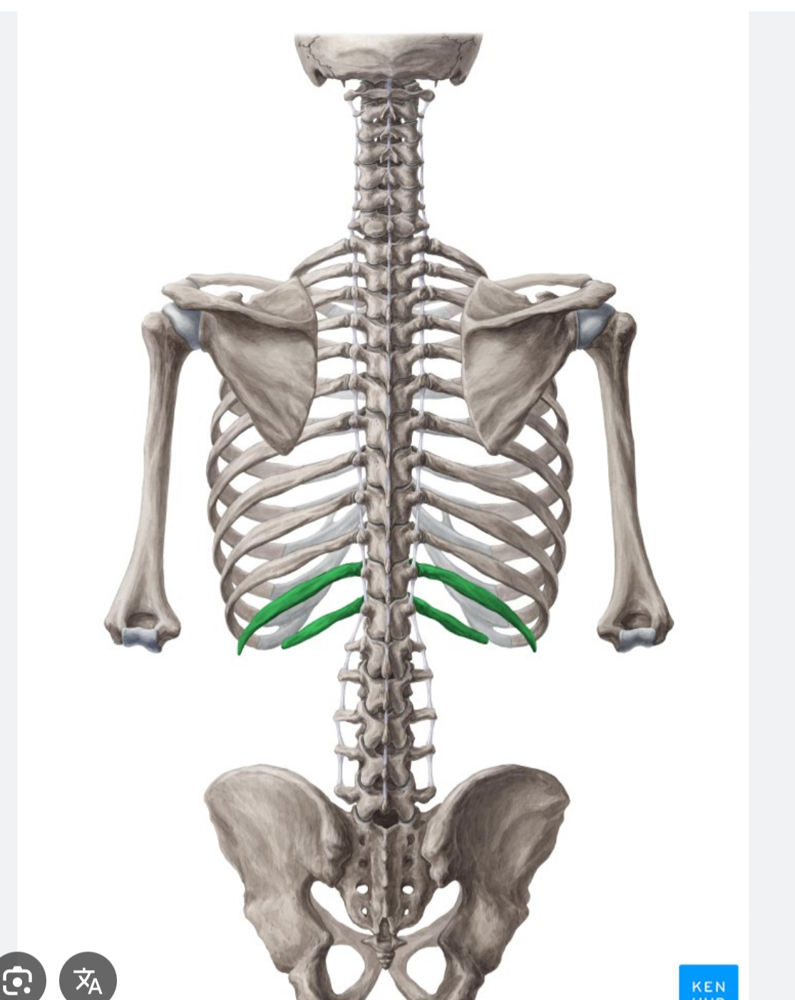 <p>Ribs 11 and 12</p>