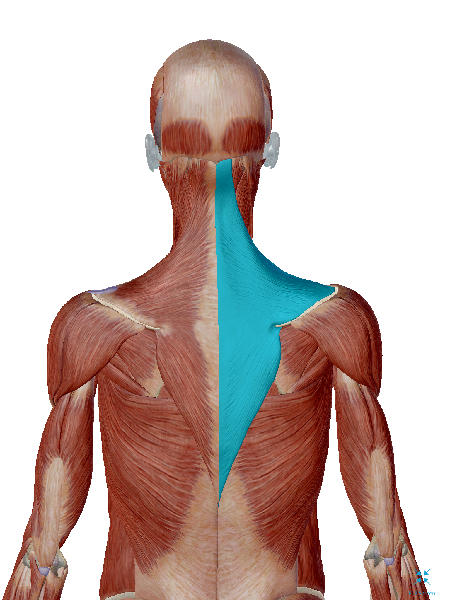<p>the origin is occipital bone c1-t12 spinous process , insertion is lateral clavicle ,acromion, and spine of scapula.</p>