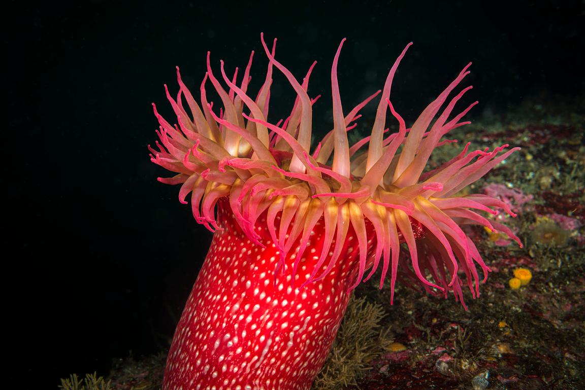 <p>White spotted Anemone</p>