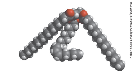 <p>fats, and TAGs</p><ul><li><p>fatty acid esters of glycerol</p></li><li><p>have 3 fatty acids each ester linked to a single glycerol molecule</p></li><li><p>serves as a major energy source for organisms</p></li><li><p>humans store energy as there fats for up to weeks</p></li><li><p>TAGs are the most reduced form of carbon in nature, so it has super high PE due to so many np bonds, and good for energy storage</p></li></ul><p></p>